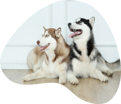 2 Dogs