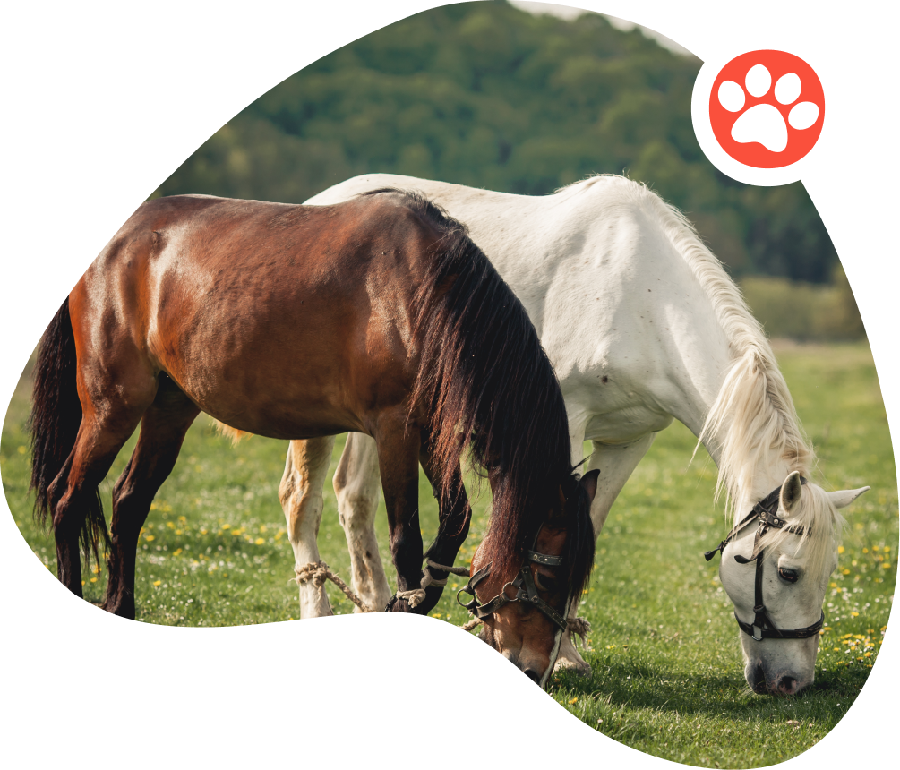 Flea & Tick
